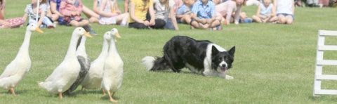 K9 Quackers sheepdog and duck display